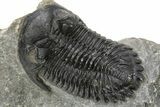 Hollardops Trilobite Fossil - Detailed Eye Preservation #275230-1